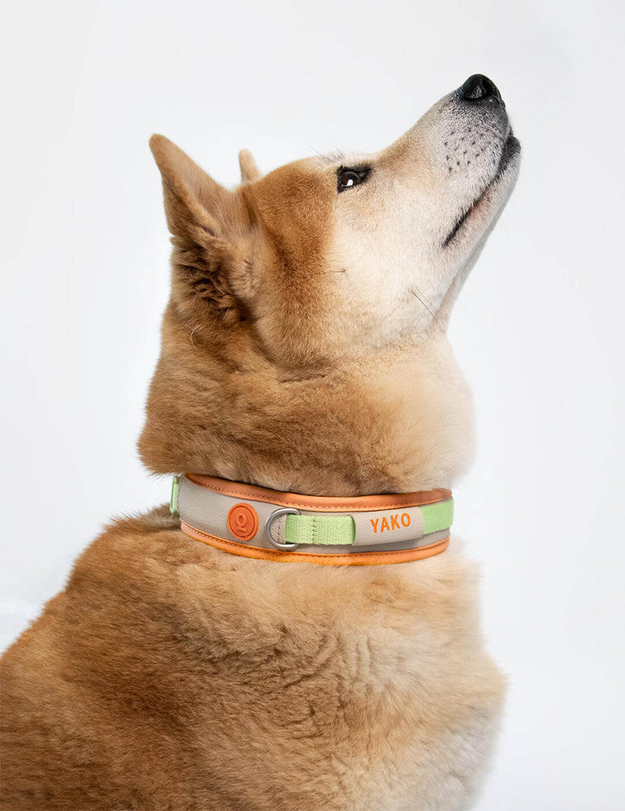 Hug Collar - Premium