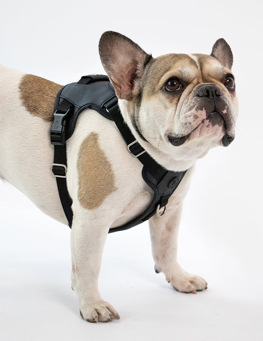 Hug Harness - Premium